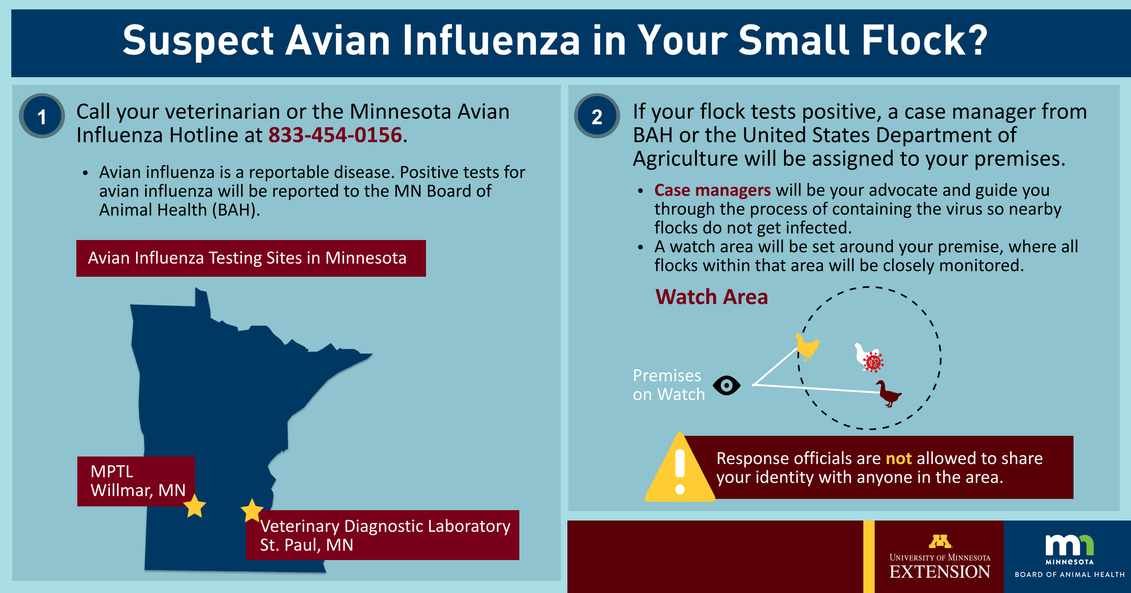 Infographic titled, "Avian Influenza in Your Flock?" See text below for content.