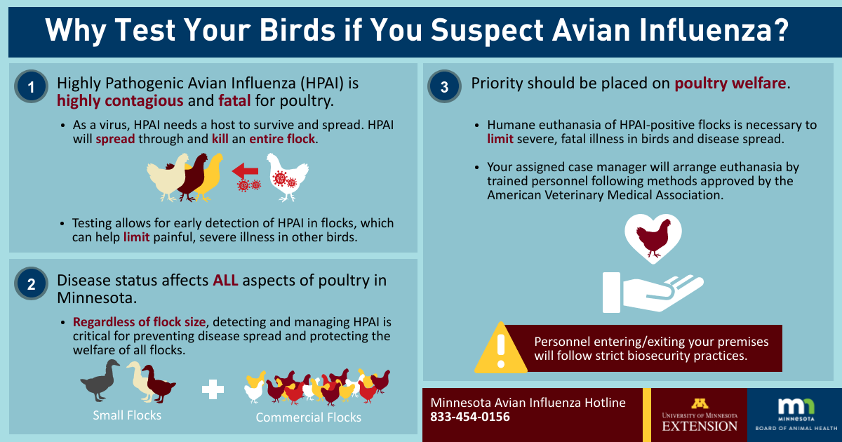 Why test your birds if you suspect Avian Influenza infographic. See below for text description.