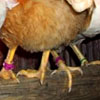 poultry-leg-band-thumb