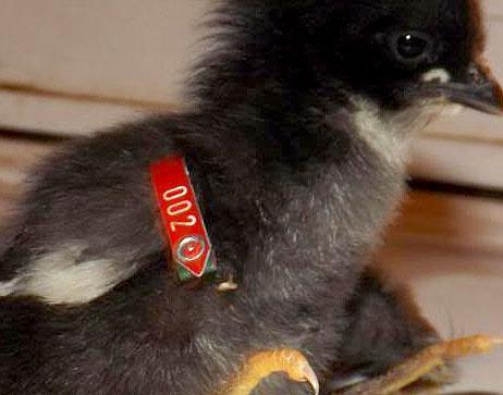 baby chick with red band on wing
